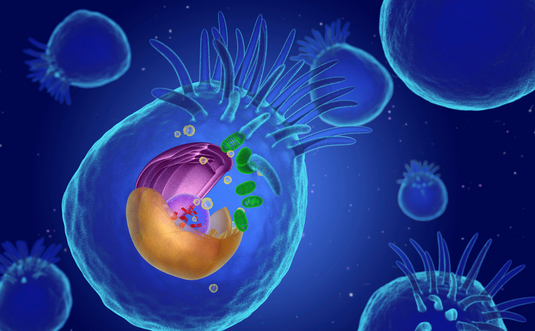 A blue background with a graphically designed human body cell highlighting the cilia.