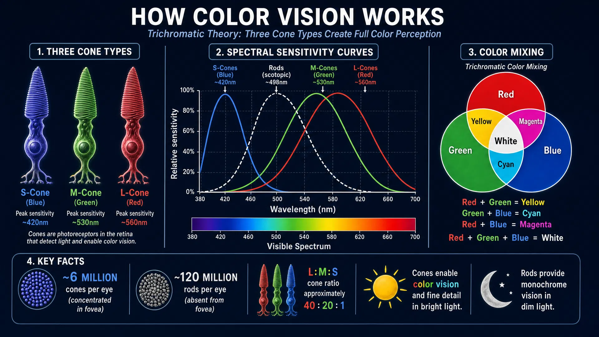 Infographic showing how color vision works, including the three cone types (S-cone blue, M-cone green, L-cone red) with their peak wavelength sensitivities, spectral sensitivity curves, trichromatic color mixing diagram, and key facts about photoreceptor numbers