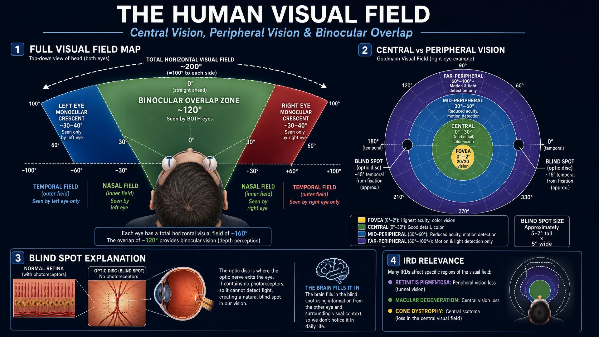 Comprehensive visual field diagram showing the full visual field map with binocular overlap zone, monocular crescents, central versus peripheral vision zones from fovea to far-peripheral, blind spot locations, and how different IRDs affect specific visual field regions